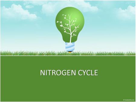 NITROGEN CYCLE. Nitro Composes about four-fifths (78.03 percent) by volume of the atmosphere an essential part of the amino acids. It is a basic element.