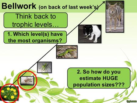 Bellwork (on back of last week’s) 1. Which level(s) have the most organisms? Think back to trophic levels… 2. So how do you estimate HUGE population sizes???
