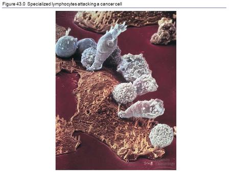 Figure 43.0 Specialized lymphocytes attacking a cancer cell