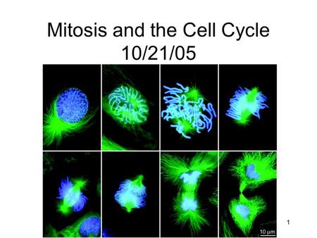 Mitosis and the Cell Cycle 10/21/05