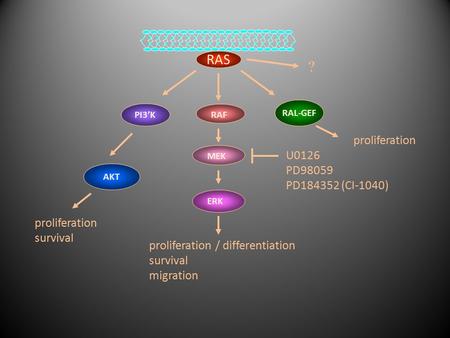 RAS PI3’K AKT RAL-GEF U0126 PD98059 PD184352 (CI-1040) proliferation survival proliferation / differentiation survival migration proliferation RAF MEK.