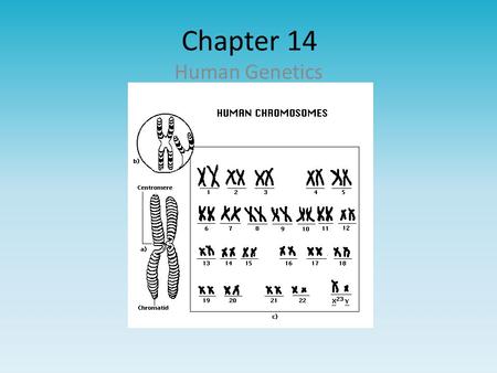 Chapter 14 Human Genetics.