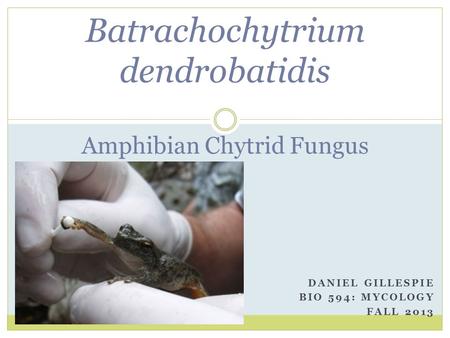 Batrachochytrium dendrobatidis Amphibian Chytrid Fungus