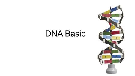 DNA Basics. A1 How many chromosomes Are found in the nucleus of a body cell? A2 How many Chromosomes are found in the mitochondria of a human body cell?