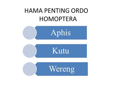 HAMA PENTING ORDO HOMOPTERA