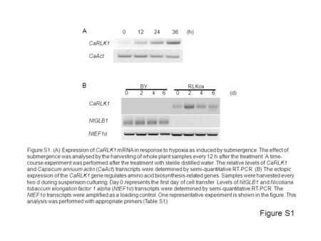 Figure S1 BY RLKox 0 2 4 6 0 2 4 6 (d) B CaRLK1 NtGLB1 NtEF1α 0 12 24 36 (h) A CaRLK1 CaAct Figure S1. (A) Expression of CaRLK1 mRNA in response to hypoxia.