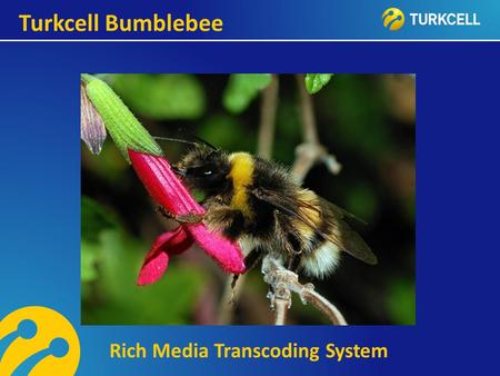 Turkcell Bumblebee Rich Media Transcoding System.