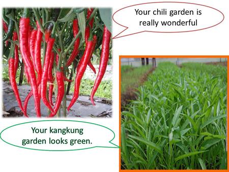 Your chili garden is really wonderful