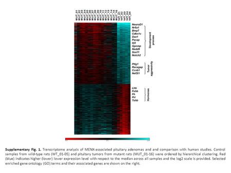 Supplementary Fig. 1. Transcriptome analysis of MENX-associated pituitary adenomas and and comparison with human studies. Control samples from wild-type.