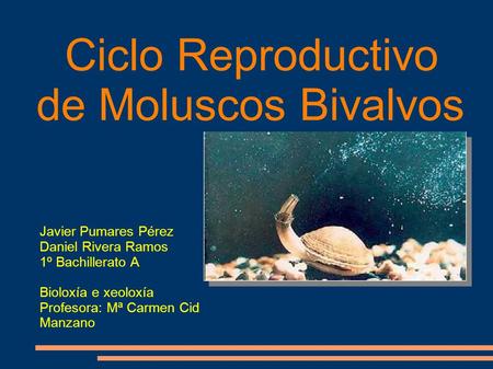 Ciclo Reproductivo de Moluscos Bivalvos Javier Pumares Pérez Daniel Rivera Ramos 1º Bachillerato A Bioloxía e xeoloxía Profesora: Mª Carmen Cid Manzano.