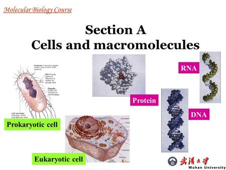 Molecular Biology Course Section A Cells and macromolecules Prokaryotic cell Eukaryotic cell Protein DNA RNA.