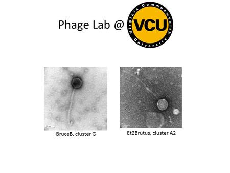 Phage BruceB, cluster G Et2Brutus, cluster A2.