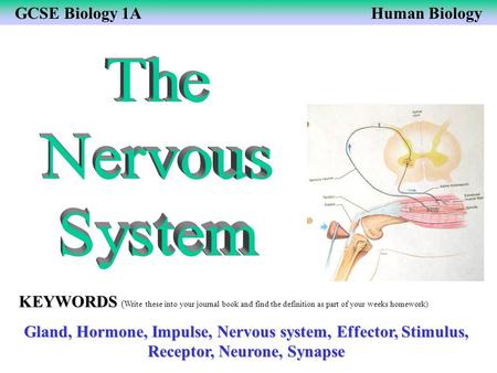 The Nervous System KEYWORDS (Write these into your journal book and find the definition as part of your weeks homework) Gland, Hormone, Impulse, Nervous.