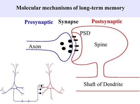 Molecular mechanisms of long-term memory
