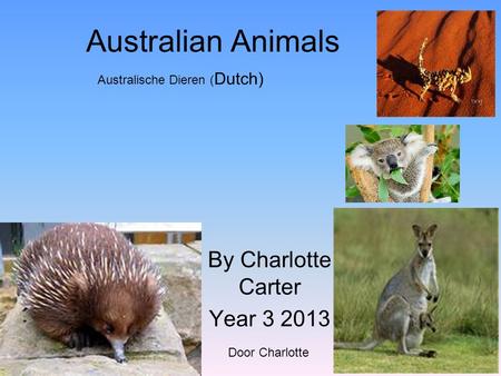 Australian Animals By Charlotte Carter Year 3 2013 Australische Dieren ( Dutch) Door Charlotte.