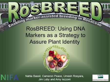 RosBREED: Using DNA Markers as a Strategy to Assure Plant Identity Nahla Bassil, Cameron Peace, Umesh Rosyara, Jim Luby and Amy Iezzoni.