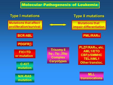 Molecular Pathogenesis of Leukemia PML/RAR  MLL translocations PLZF/RAR  etc. AML1/ETO CBF  /SMMHC TEL/AML1 Other transloc. BCR-ABL Flt3 ITD or mutation.