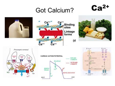 Got Calcium? Ca 2+. Plasma Calcium Regulation Plasma calcium totals 2.4 mM (9.4 mg/dl) –Free calcium is 1.2 mM.