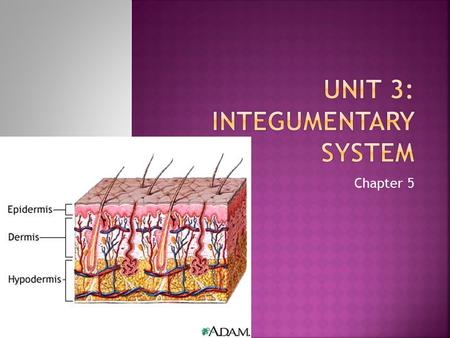 Unit 3: Integumentary System