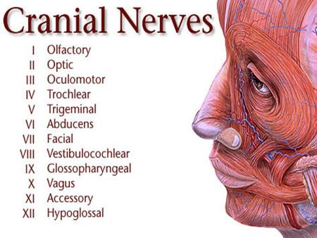 Spinal nerves – 31 pairs, emerging at each vertebral level