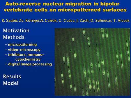 Auto-reverse nuclear migration in bipolar vertebrate cells on micropatterned surfaces B. Szabó, Zs. Környei,A. Czirók, G. Csúcs, J. Zách, D. Selmeczi,