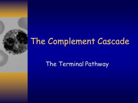 The Complement Cascade The Terminal Pathway. Complement: The Terminal Pathway C3b C3b is the first component of the Terminal Pathway C3a C3.