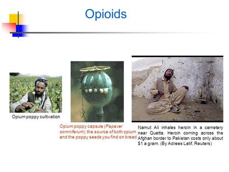 Opioids Opium poppy cultivation