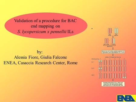 Validation of a procedure for BAC end mapping on S. lycopersicum x pennellii ILs by: Alessia Fiore, Giulia Falcone ENEA, Casaccia Research Center, Rome.
