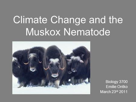 Climate Change and the Muskox Nematode Biology 3700 Emilie Ontko March 23 rd 2011.