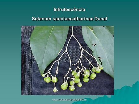 Www.solanaceasnobrasil.com Infrutescência Solanum sanctaecatharinae Dunal.