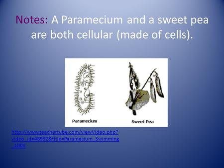 Notes: A Paramecium and a sweet pea are both cellular (made of cells).  video_id=48992&title=Paramecium_Swimming.