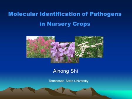 Molecular Identification of Pathogens in Nursery Crops