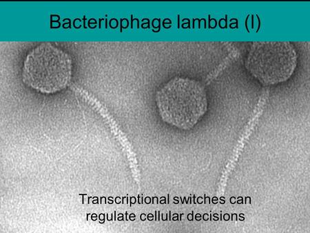 Bacteriophage lambda (l) Transcriptional switches can regulate cellular decisions.