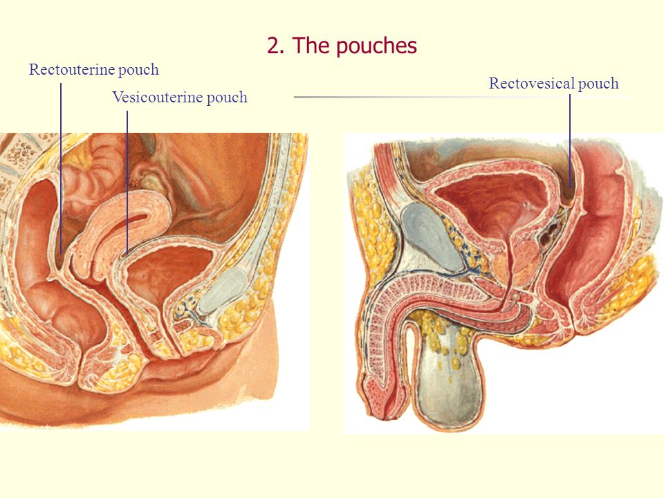 download biologie