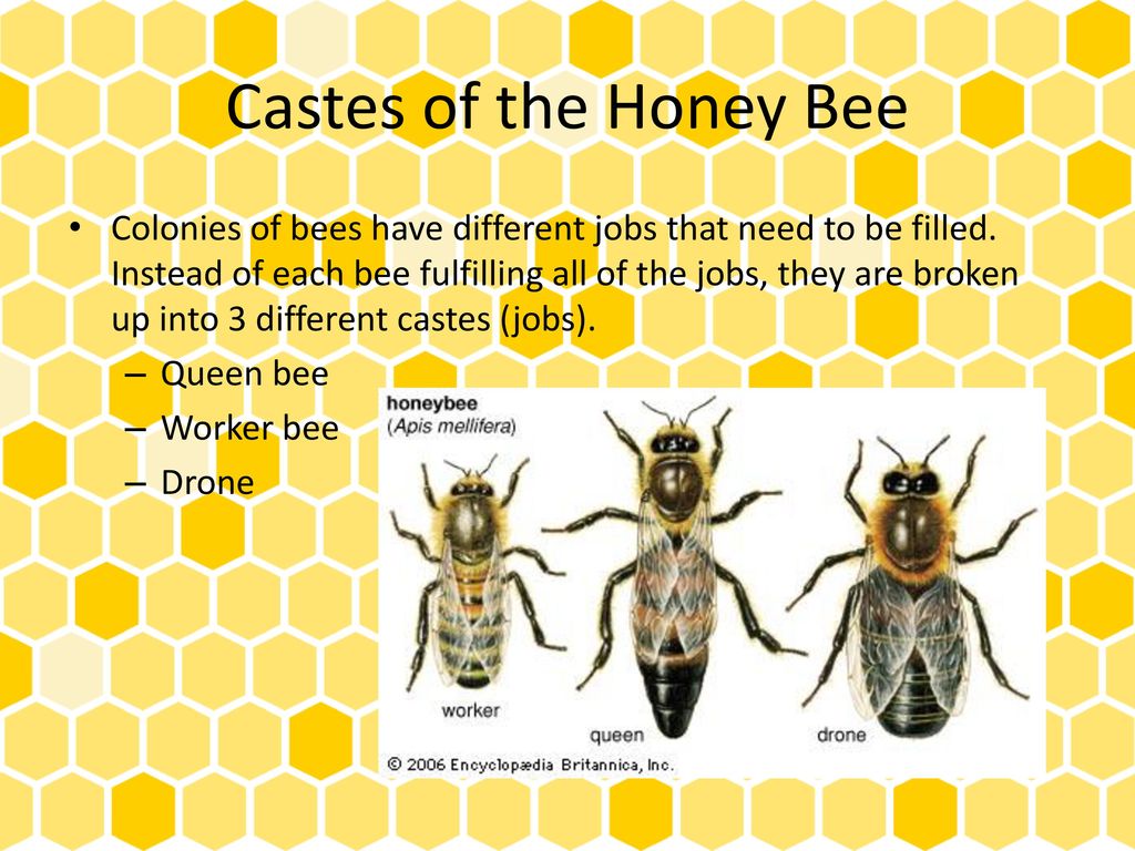 Bees - Lessons - Blendspace