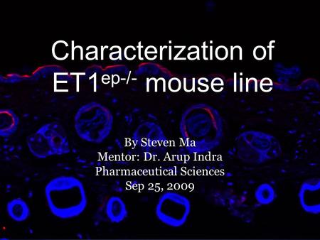 Characterization of ET1ep-/- mouse line
