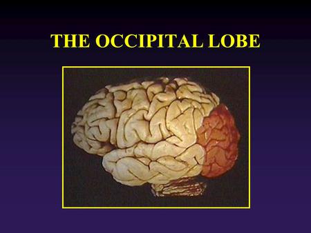 THE OCCIPITAL LOBE. Function: Vision: perception of form, movement and color. OL Separated from parietal lobe by: Parieto-occipital sulcus. Within the.