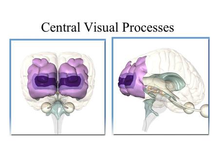 Central Visual Processes. Anthony J Greene2 Central Visual Pathways I.Primary Visual Cortex Receptive Field Columns Hypercolumns II.Spatial Frequency.