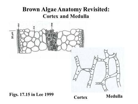 Brown Algae Anatomy Revisited: