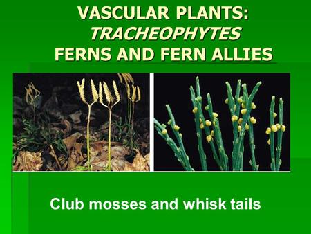 VASCULAR PLANTS: TRACHEOPHYTES FERNS AND FERN ALLIES Club mosses and whisk tails.