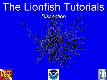 The Lionfish Tutorials Dissection. Lionfish in the Atlantic.