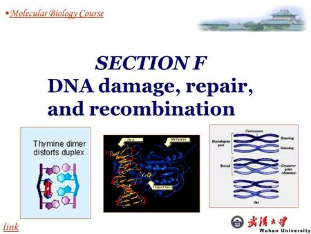 Molecular Biology Course SECTION F DNA damage, repair, and recombination link.