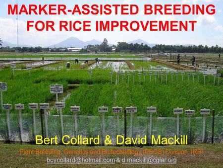 MARKER-ASSISTED BREEDING FOR RICE IMPROVEMENT
