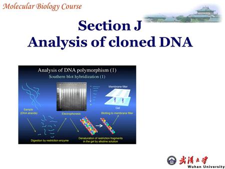 Section J Analysis of cloned DNA