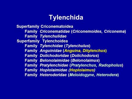 Tylenchida Superfamily Criconematoidea Family Criconematidae (Criconemoides, Criconema) Family Tylenchulidae Superfamily Tylenchoidea Family Tylenchidae.