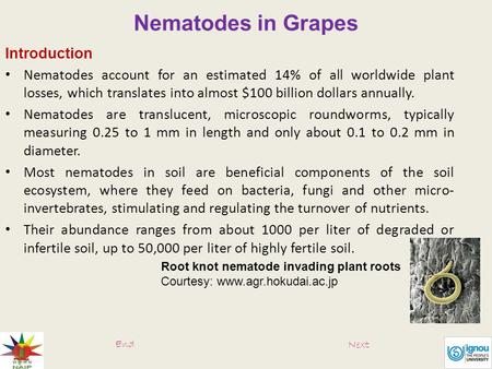 Nematodes in Grapes Introduction Nematodes account for an estimated 14% of all worldwide plant losses, which translates into almost $100 billion dollars.