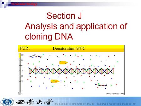 Section J Analysis and application of cloning DNA