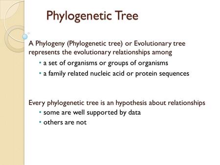 Phylogenetic Tree A Phylogeny (Phylogenetic tree) or Evolutionary tree represents the evolutionary relationships among a set of organisms or groups of.