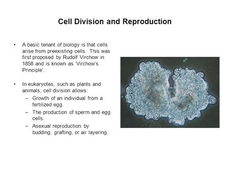 Cell Division and Reproduction A basic tenant of biology is that cells arise from preexisting cells. This was first proposed by Rudolf Virchow in 1858.
