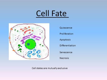 Cell Fate Quiescence Proliferation Differentiation Senescence Apoptosis Necrosis Cell states are mutually exclusive.
